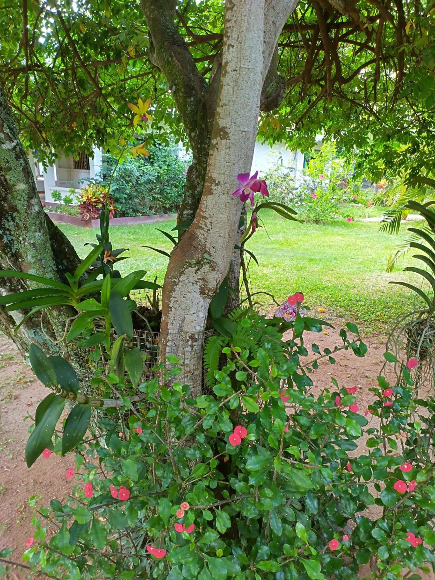 Hcs Bungalows Turtle Bay Rustic Bungalow Au Cap Екстер'єр фото